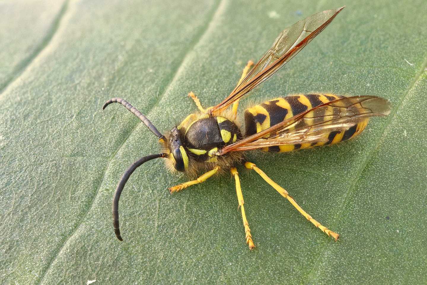 Vespula germanica  ♀♂